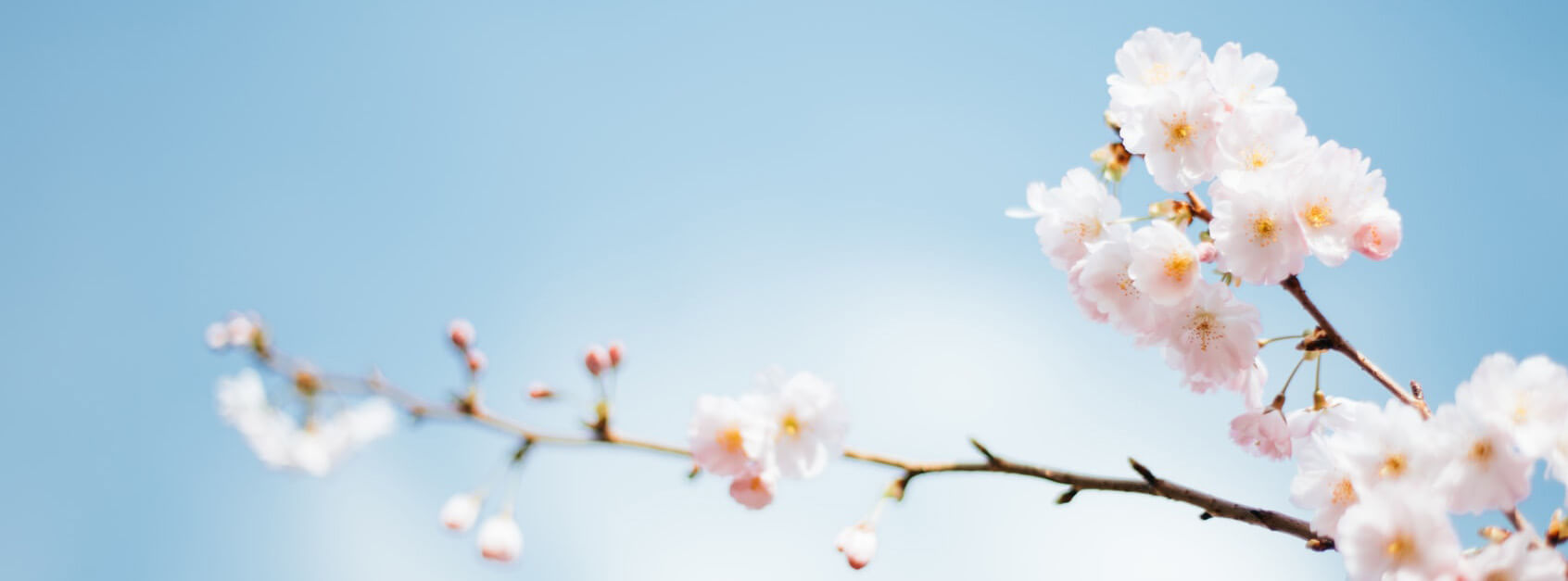 盼蕊